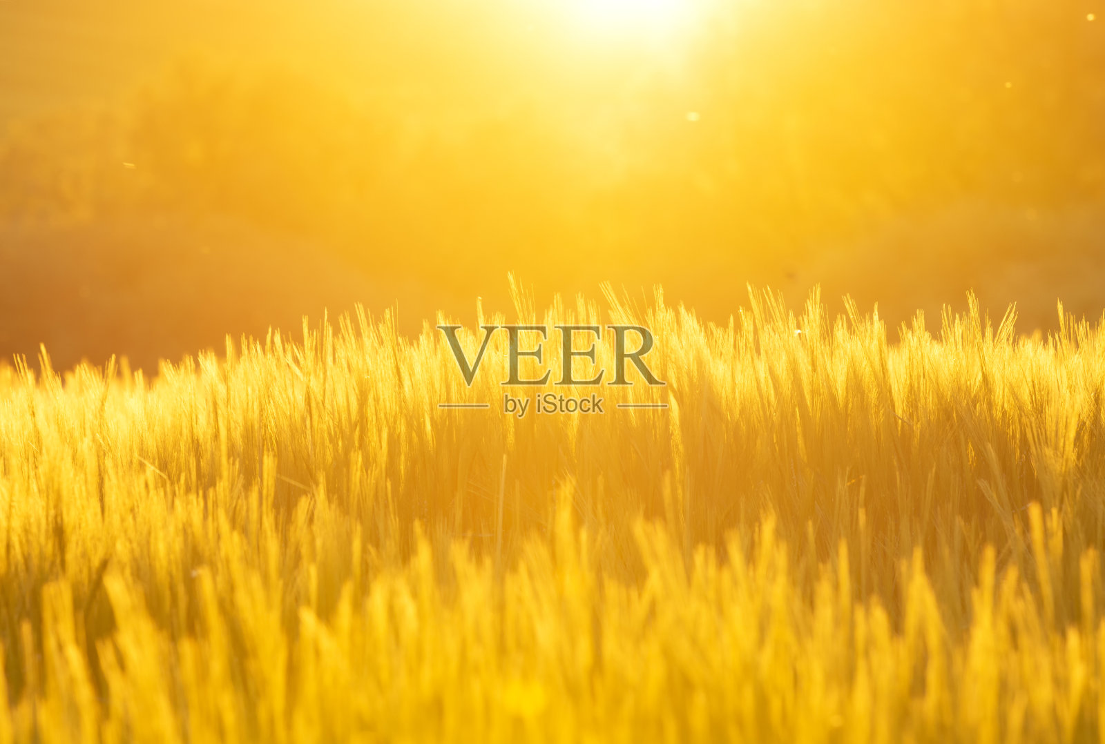 夕阳下的金色谷物照片摄影图片