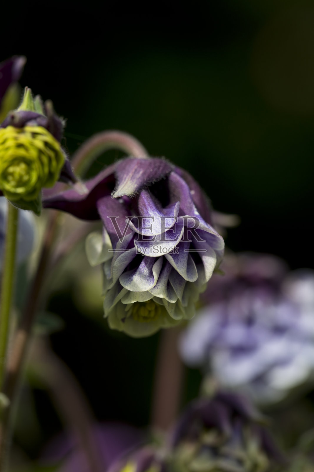 英国，蒲公英照片摄影图片