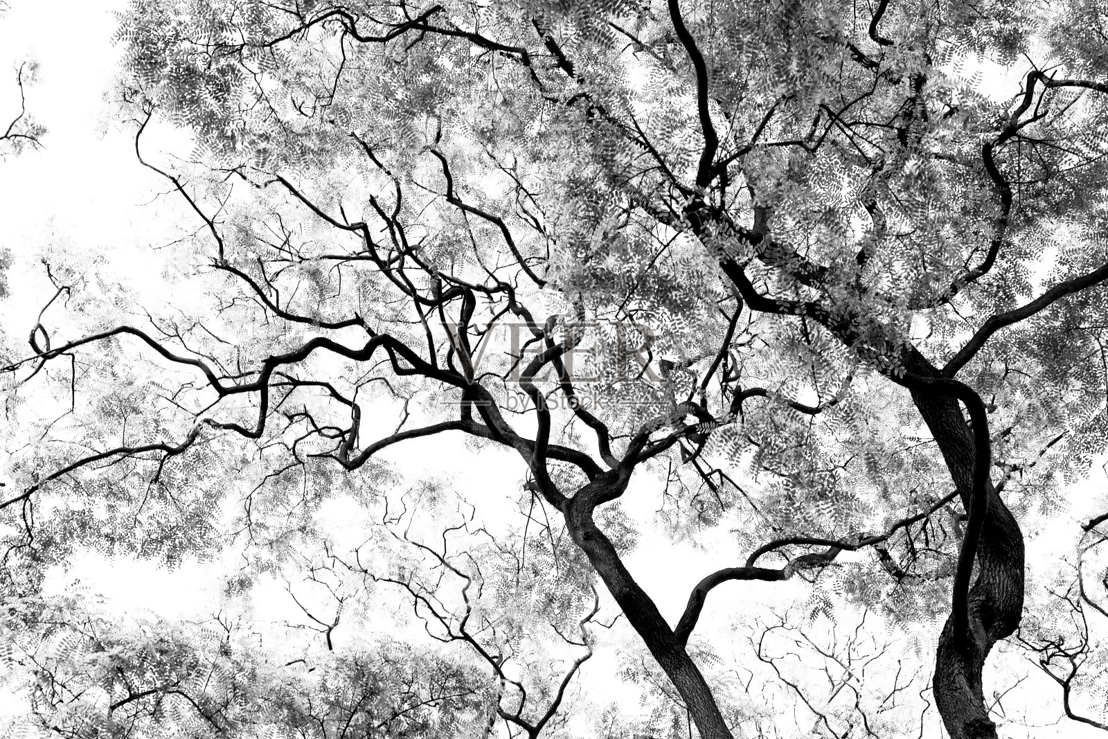 树照片摄影图片