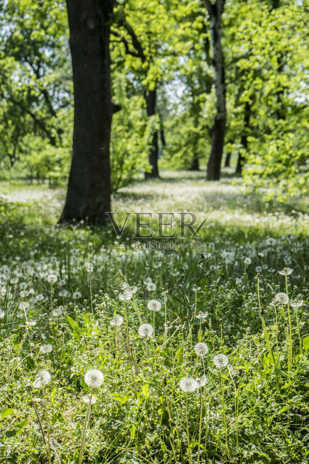绿油油的草地满是春花——选择性的焦点照片摄影图片