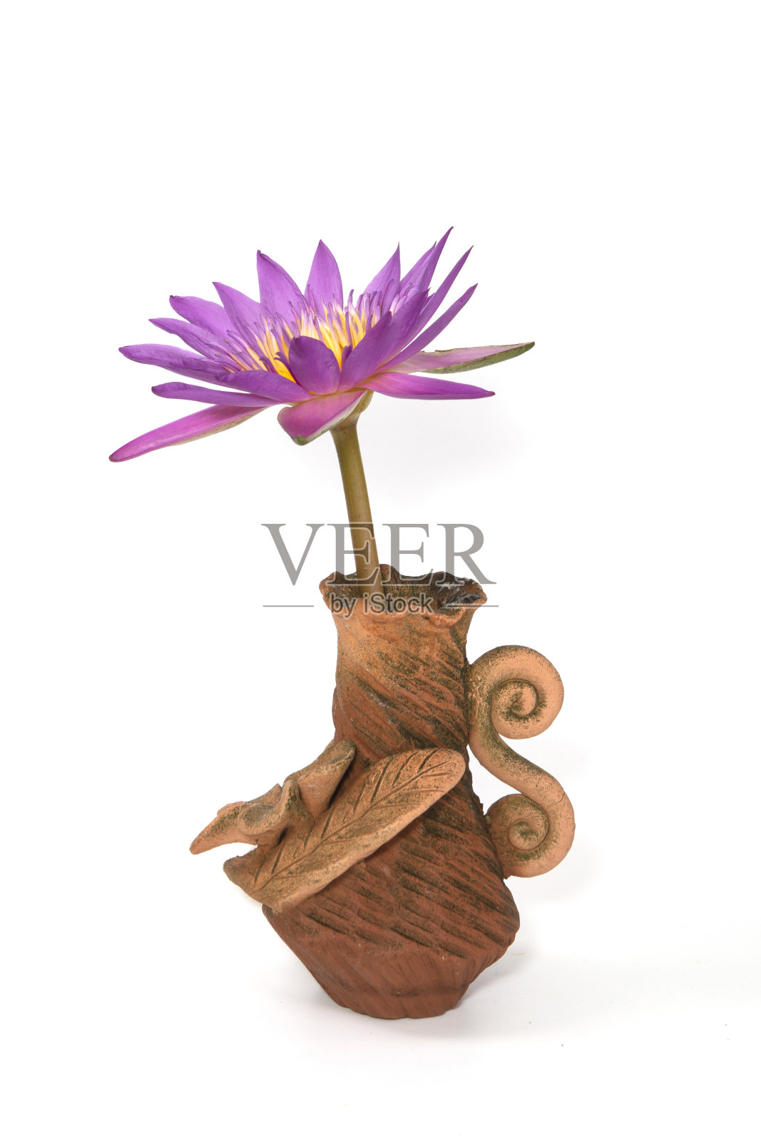 美丽的粉红色莲花在花瓶孤立在白色照片摄影图片