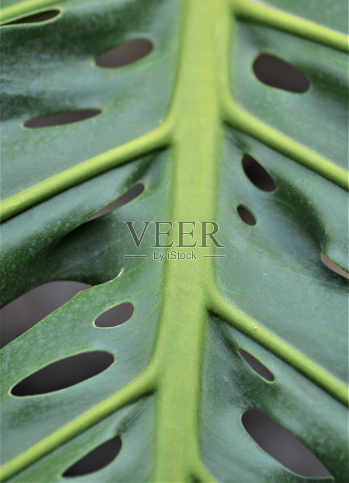 花照片摄影图片