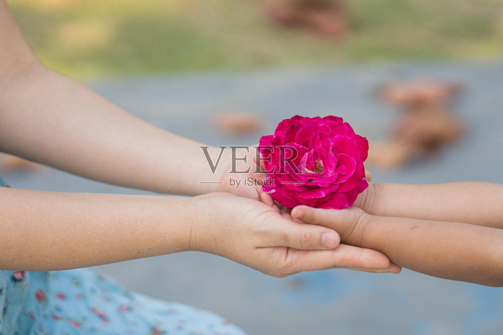玫瑰手照片摄影图片
