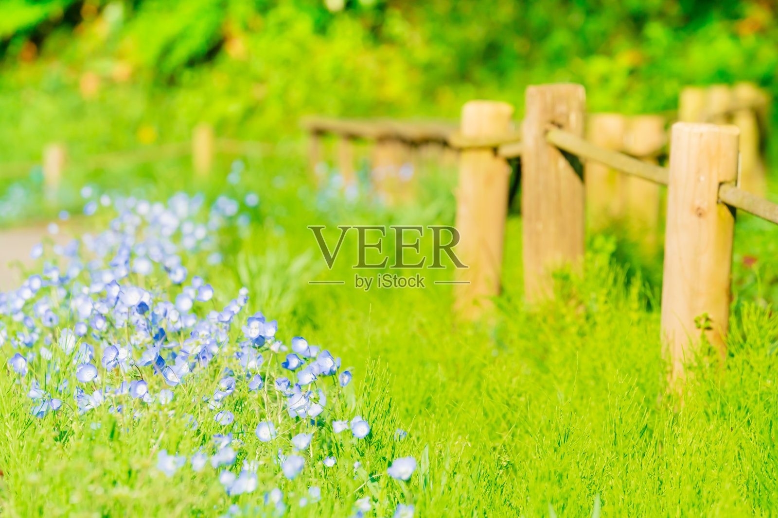 Nemophila正在盛开。照片摄影图片