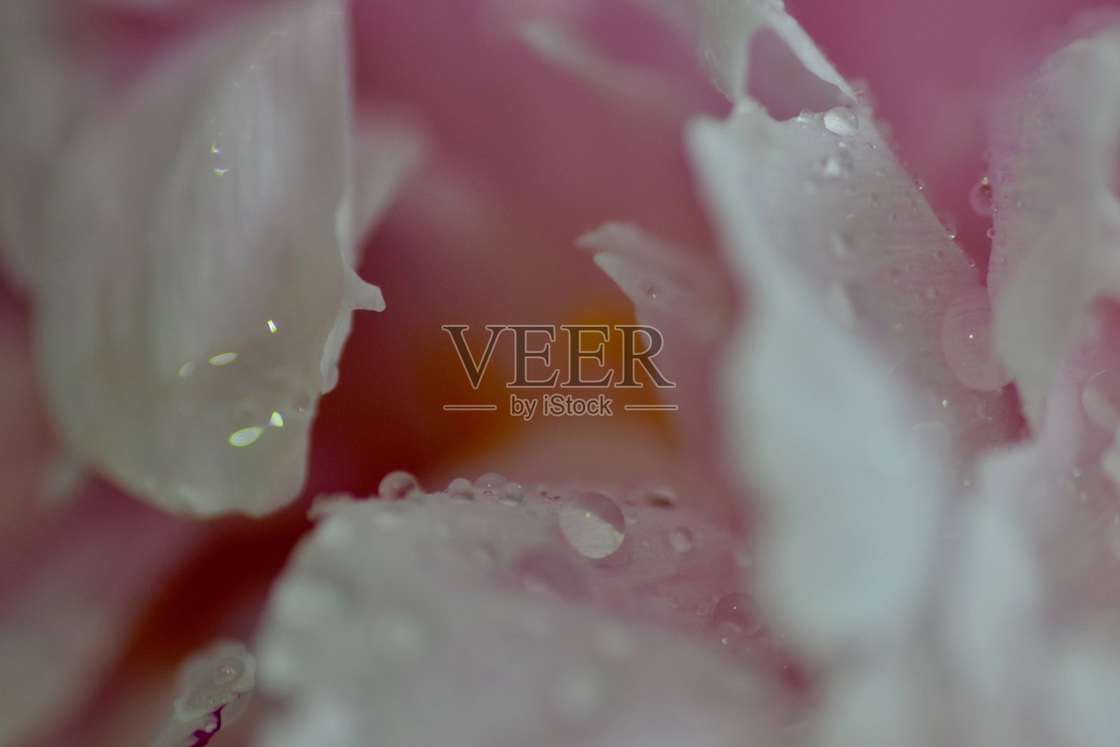 牡丹照片摄影图片