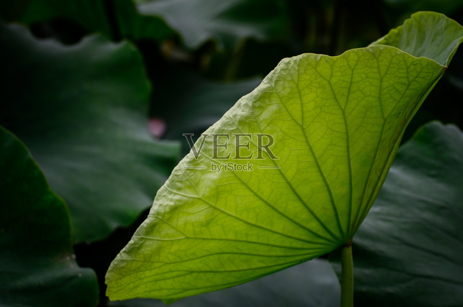 池塘里的荷叶照片摄影图片