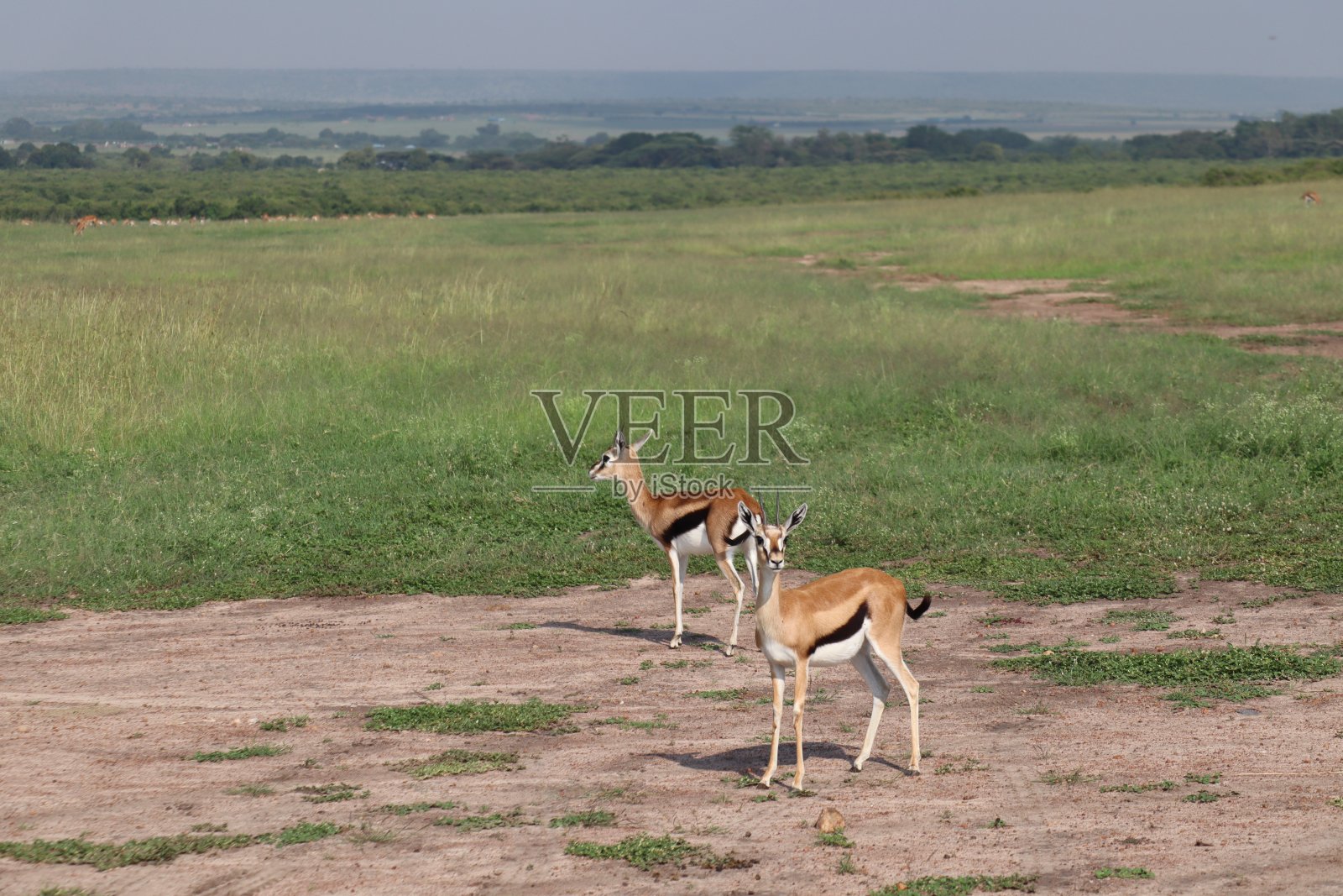 萨凡纳的汤普森瞪羚照片摄影图片