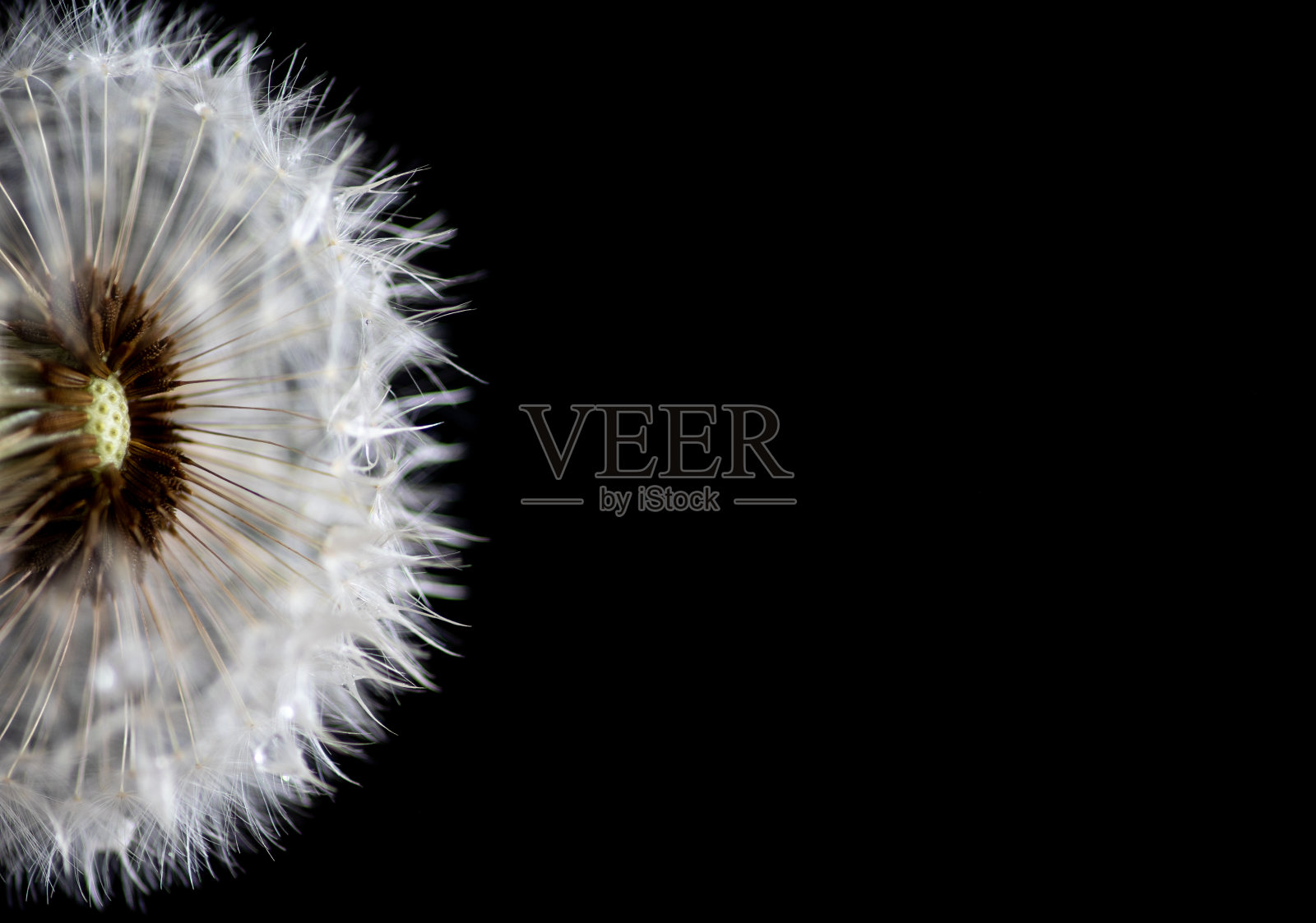 蒲公英照片摄影图片