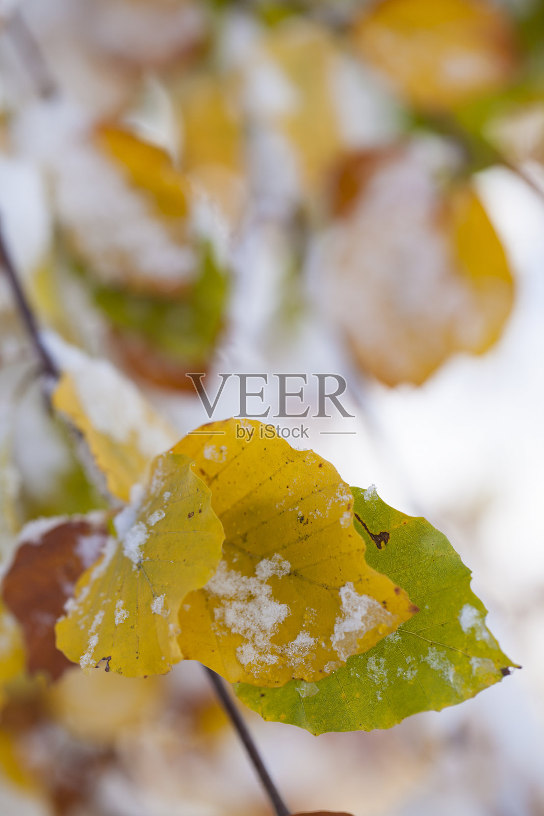 秋天，冰雪覆盖着树叶照片摄影图片