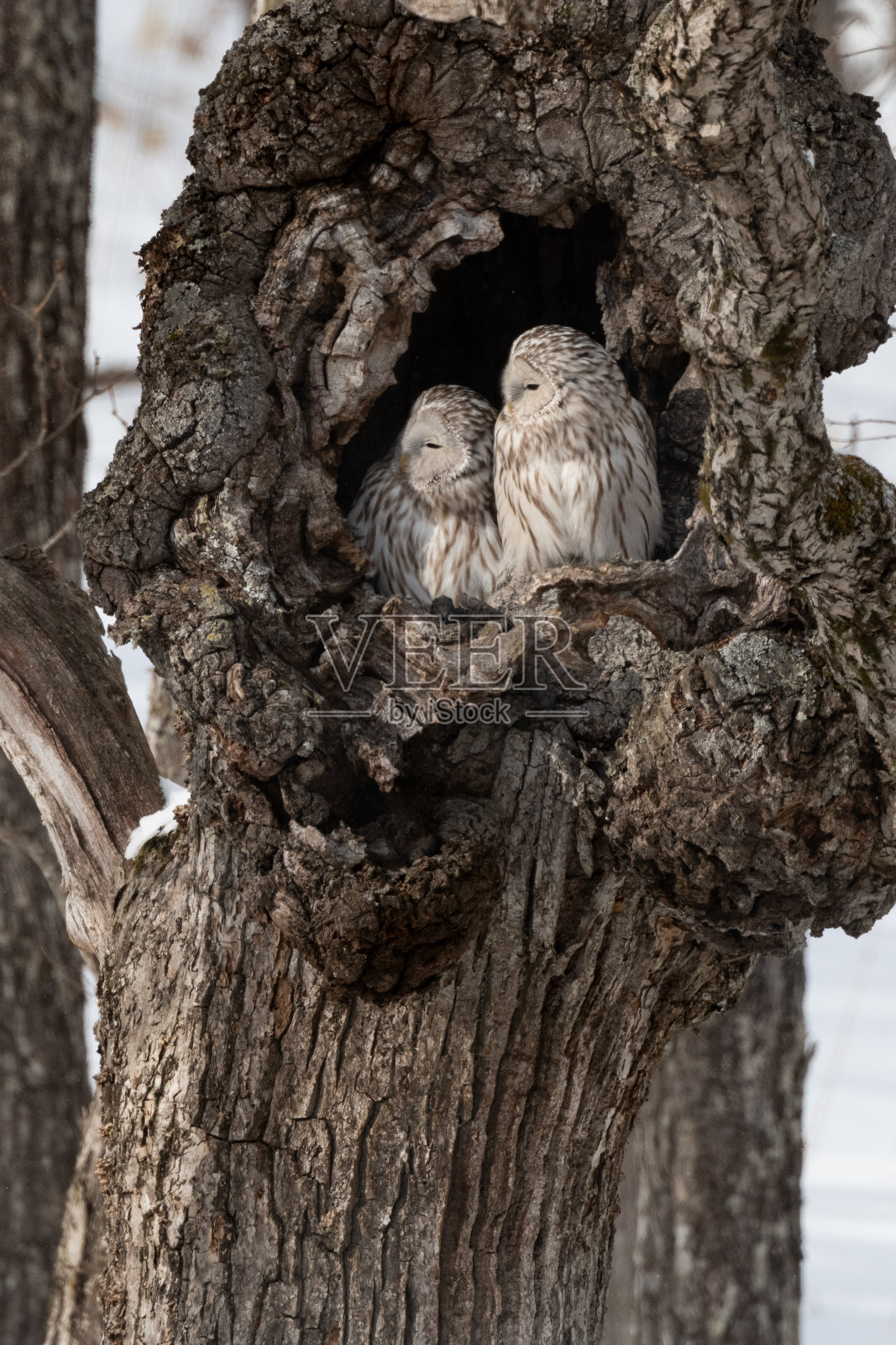 两只可爱的乌拉尔猫头鹰依偎在树洞里，日本北海道，照片摄影图片
