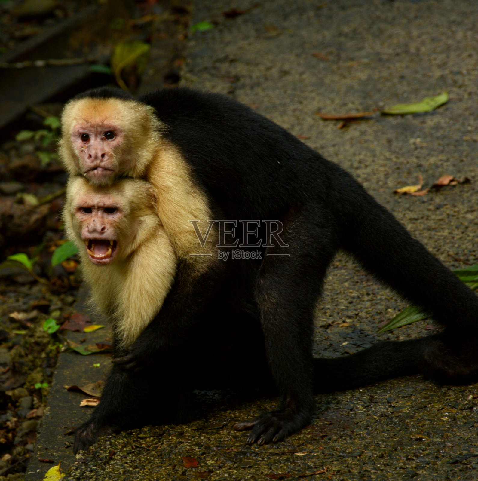 白脸猴照片摄影图片