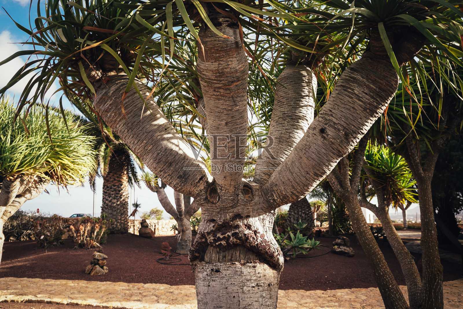 棕榈树照片摄影图片