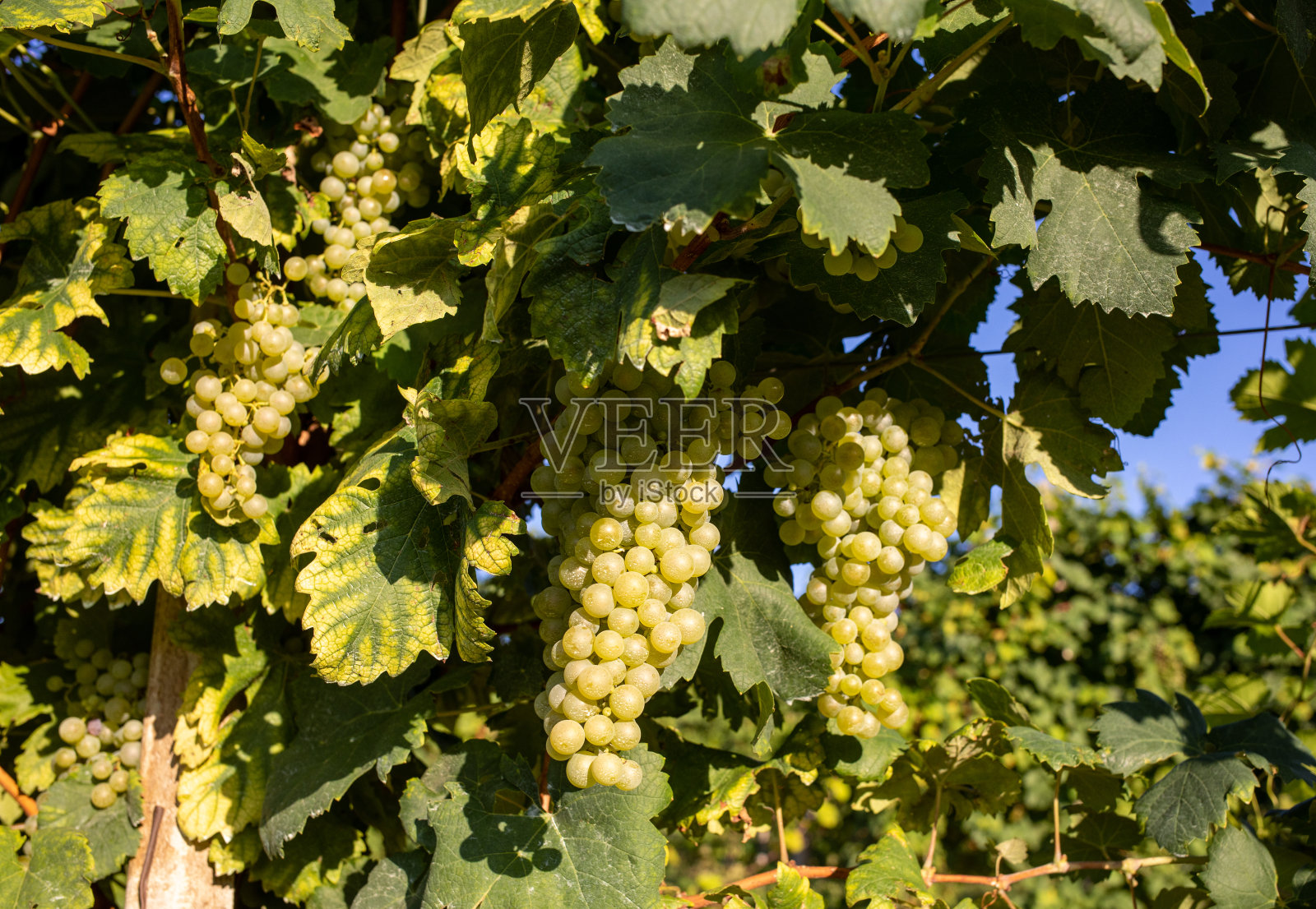 瓦尔多比亚丁山葡萄园里的普罗赛克白葡萄在收割前。威尼托。意大利照片摄影图片