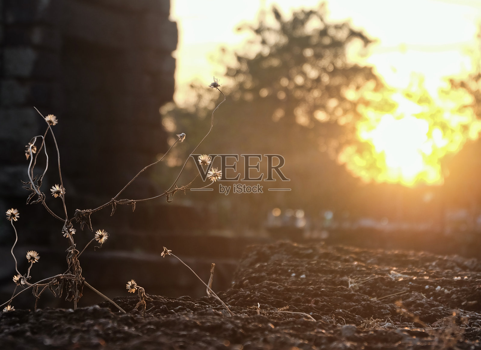 阳光,白色的花朵照片摄影图片