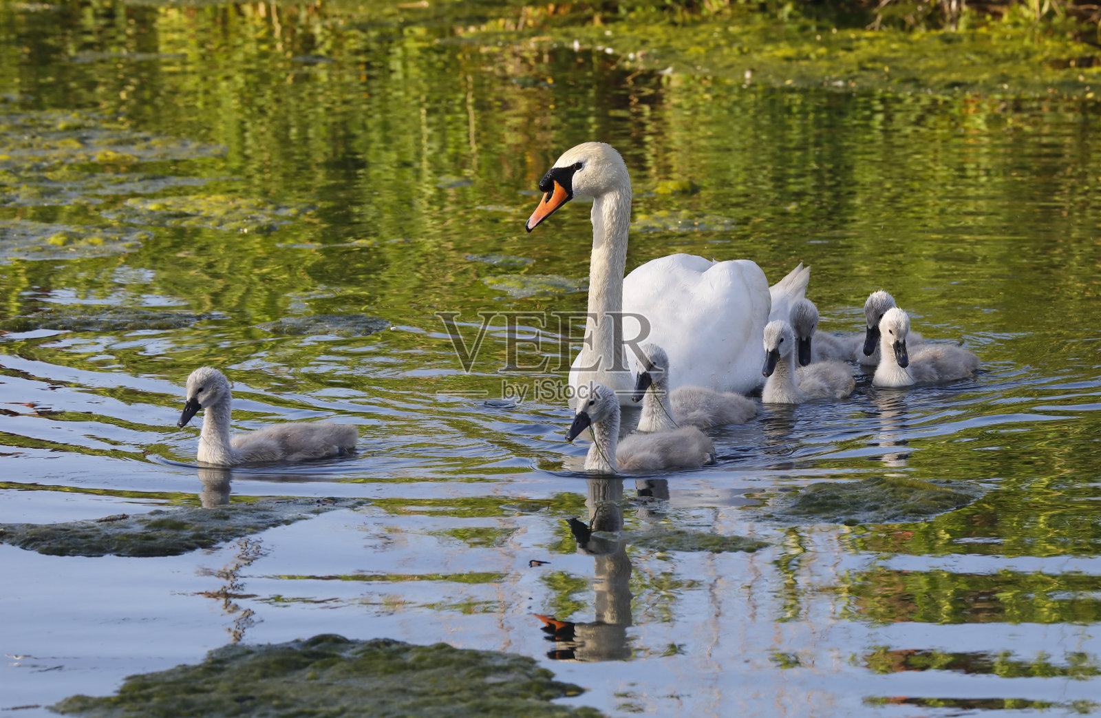 雌性哑天鹅天鹅色与七只小天鹅照片摄影图片