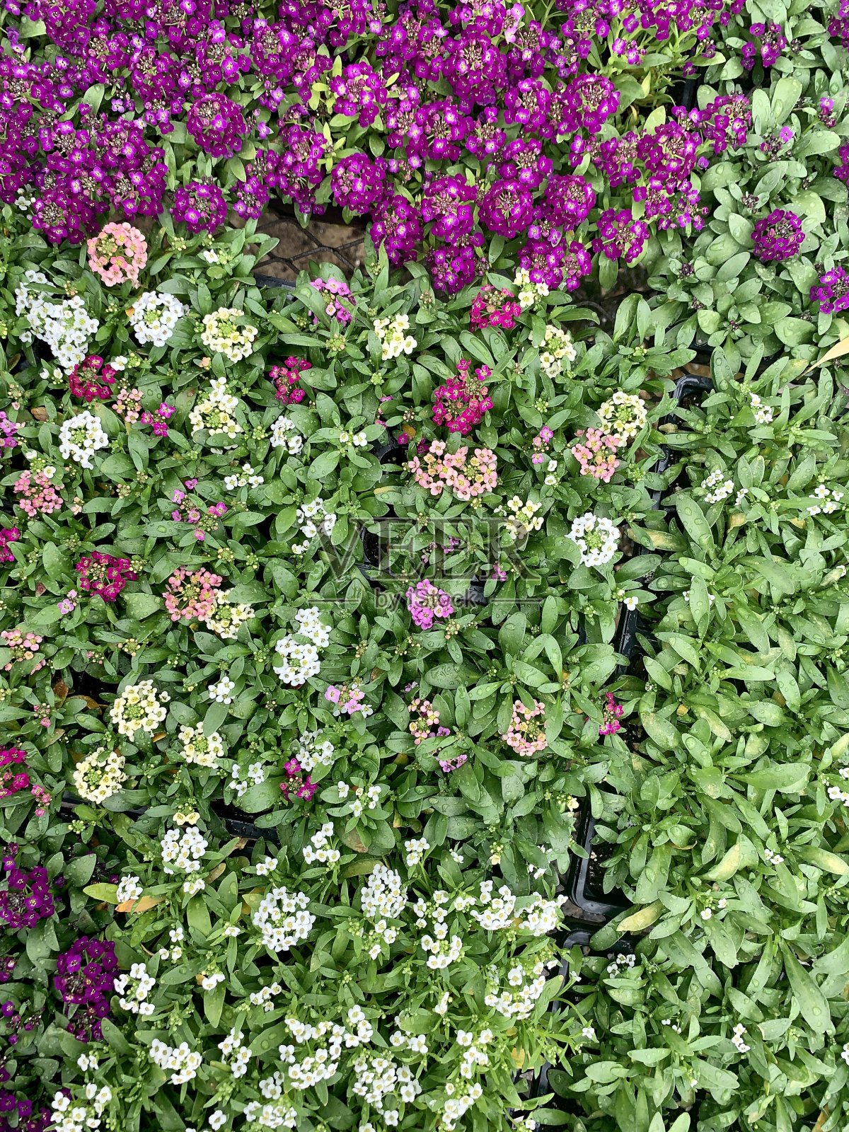 植物苗圃内常生人参照片摄影图片