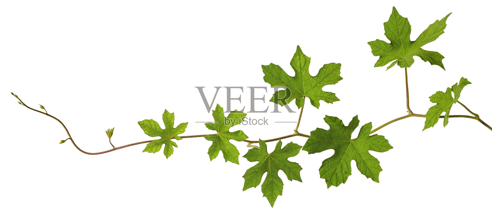 攀缘植物，孤立在白色背景上。照片摄影图片