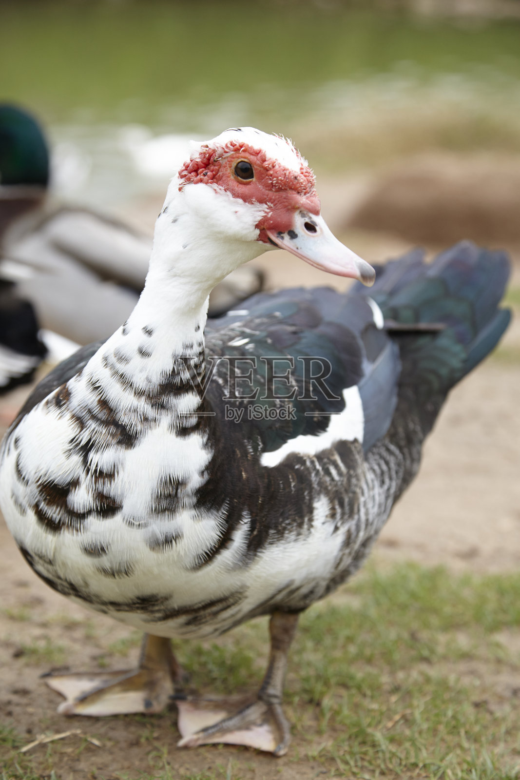 户外一群普通的鸭子照片摄影图片