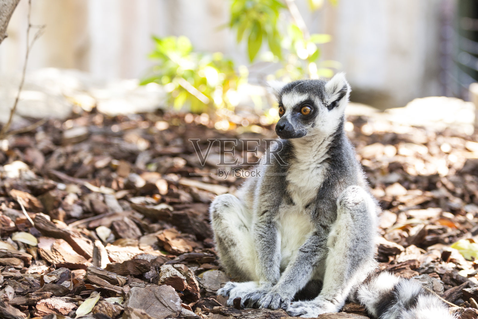 巴伦西亚生物中心马达加斯加的环尾狐猴照片摄影图片