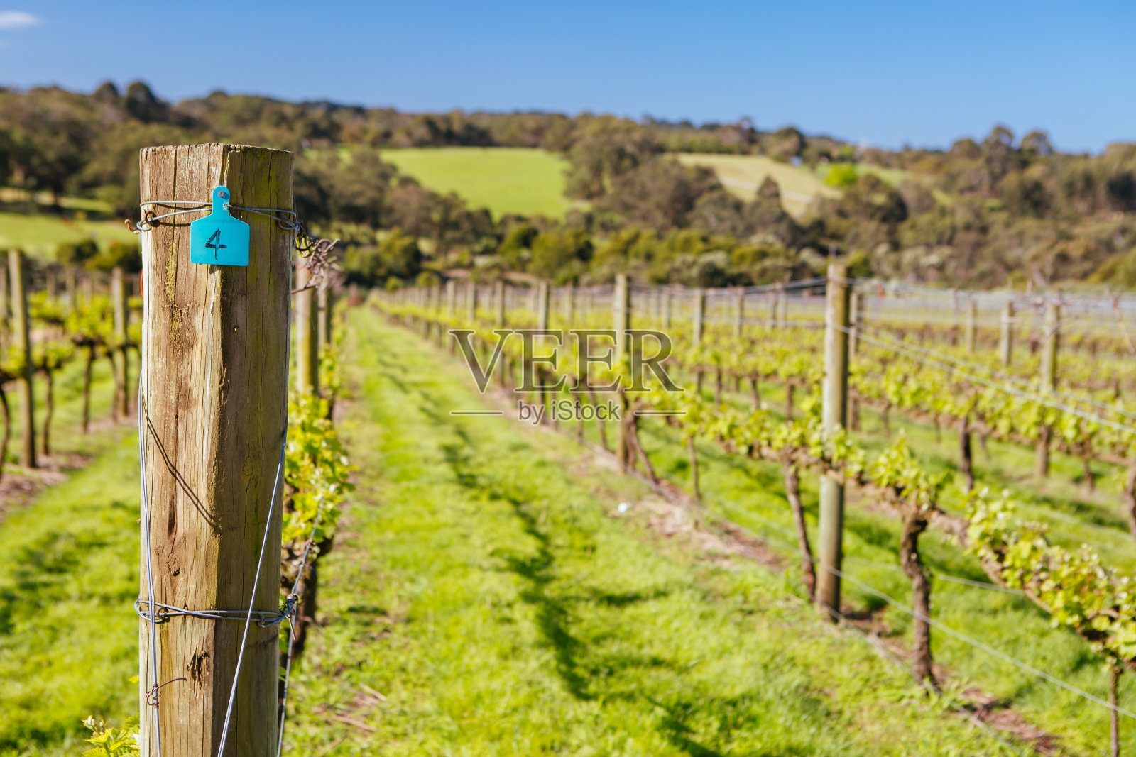 澳大利亚的莫宁顿半岛葡萄树照片摄影图片