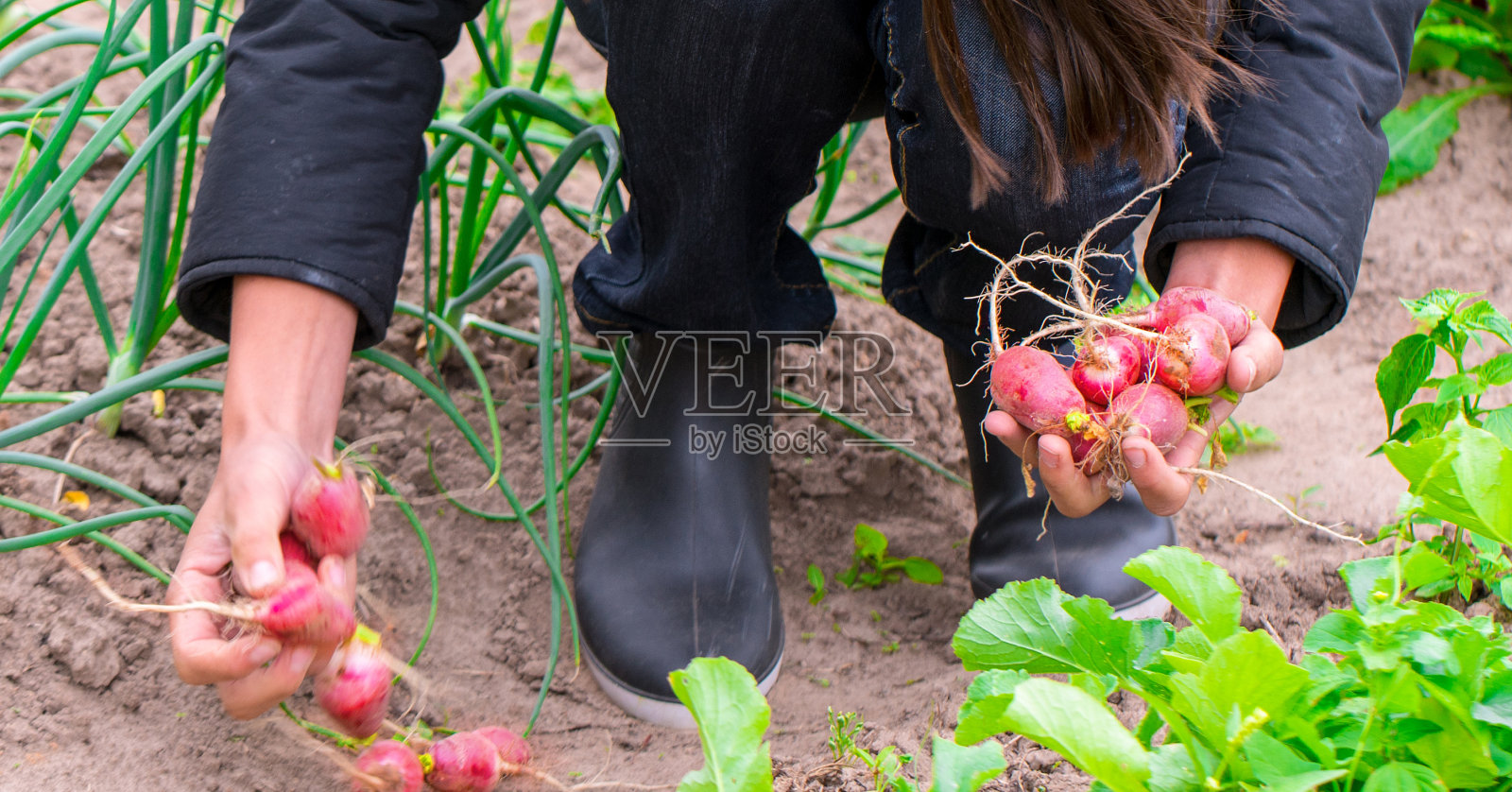女孩正在花园里干活，摘萝卜概念收割照片摄影图片