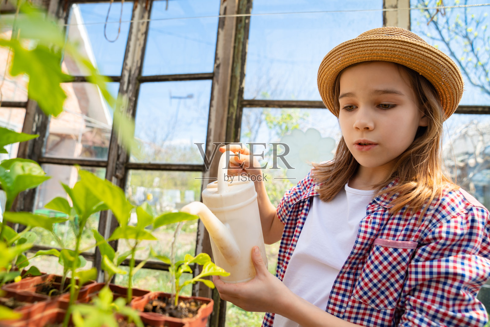 可爱的十几岁的女孩孩子在帽子浇水幼苗照片摄影图片