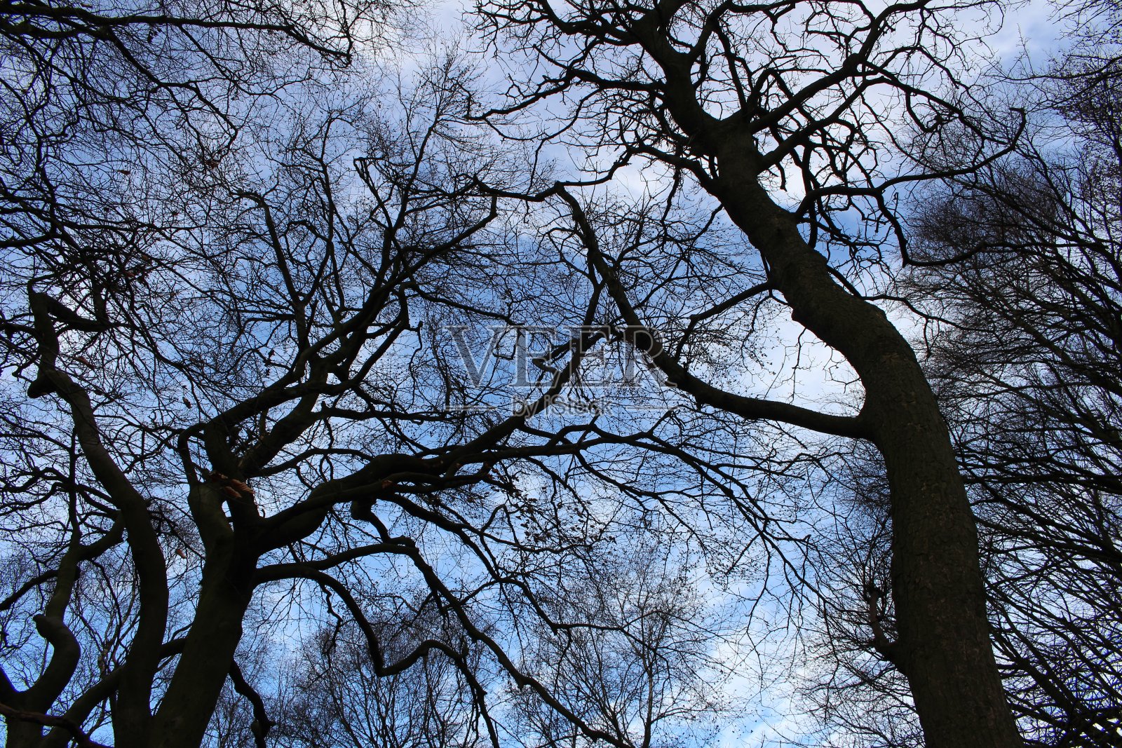 Sku穿过树林，英国，春天，阴影和剪影照片摄影图片