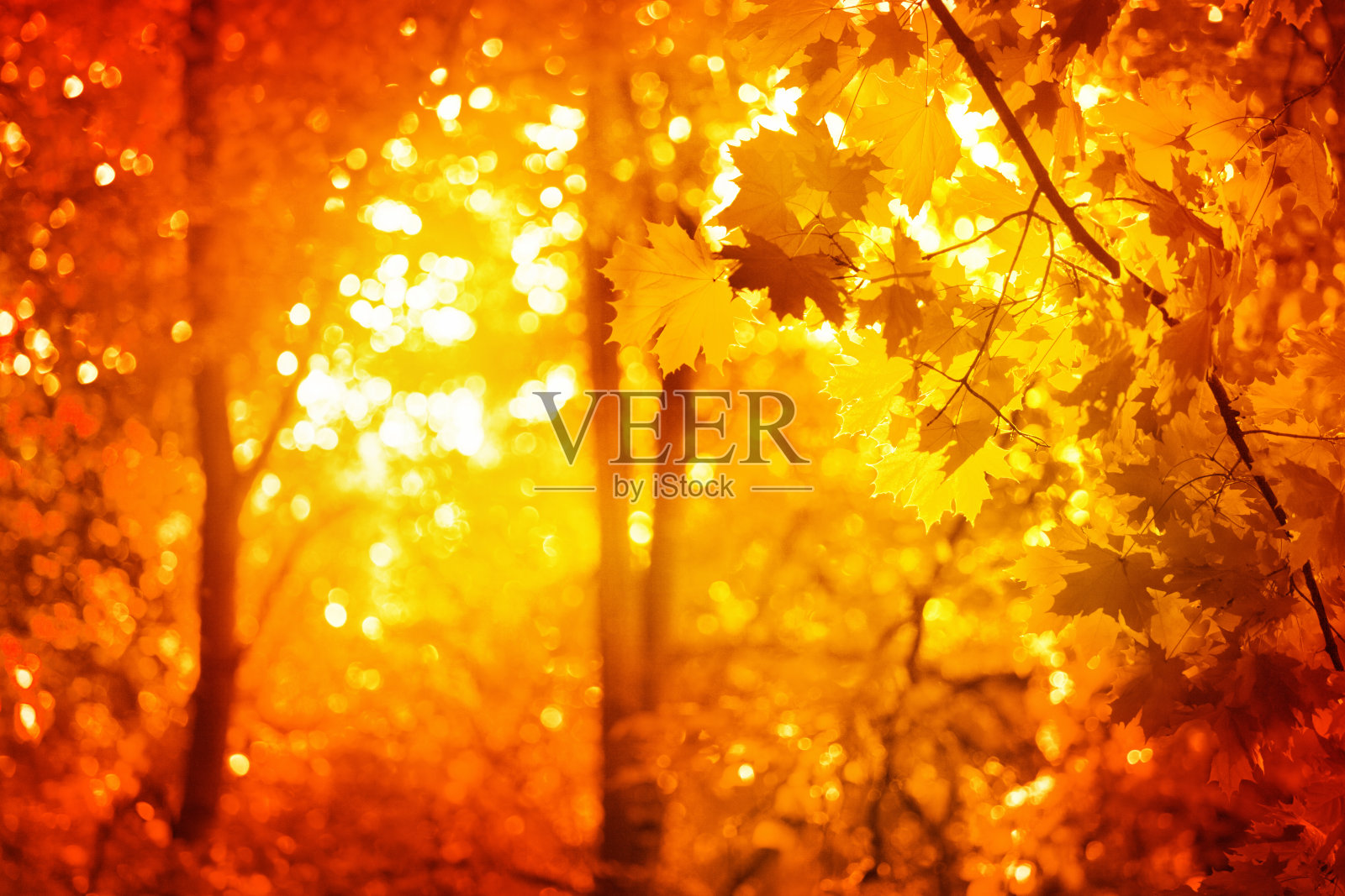 黄色的树叶，金色的枫树树枝，阳光明媚的森林模糊了散景的背景，秋天的橙色和红色繁茂的树叶柔和的焦点与阳光辉映，美丽的阳光天木材景观，秋天的季节自然照片摄影图片