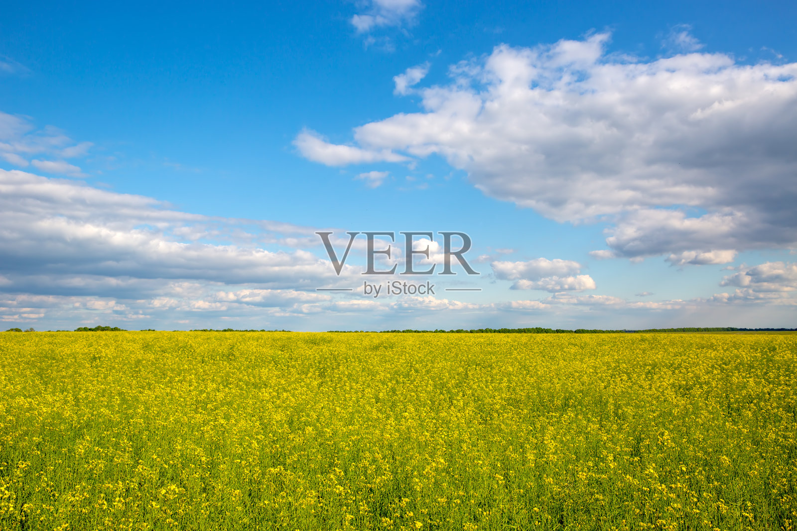 油菜花照片摄影图片