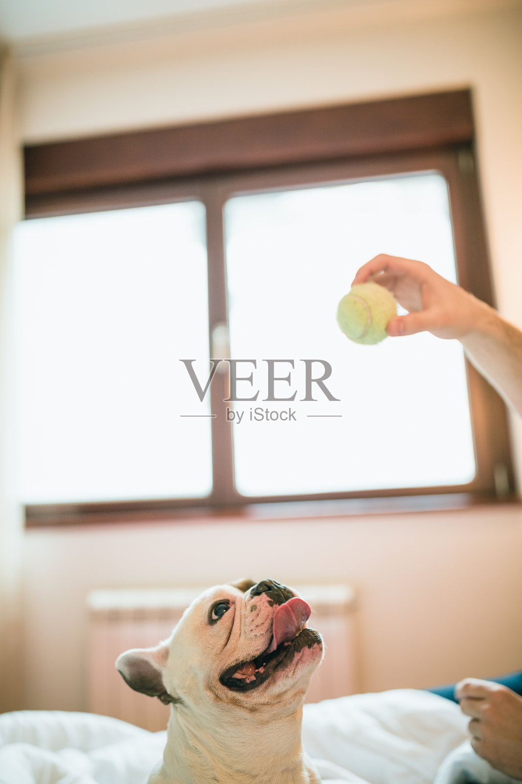 一个年轻人早上和他的狗玩照片摄影图片