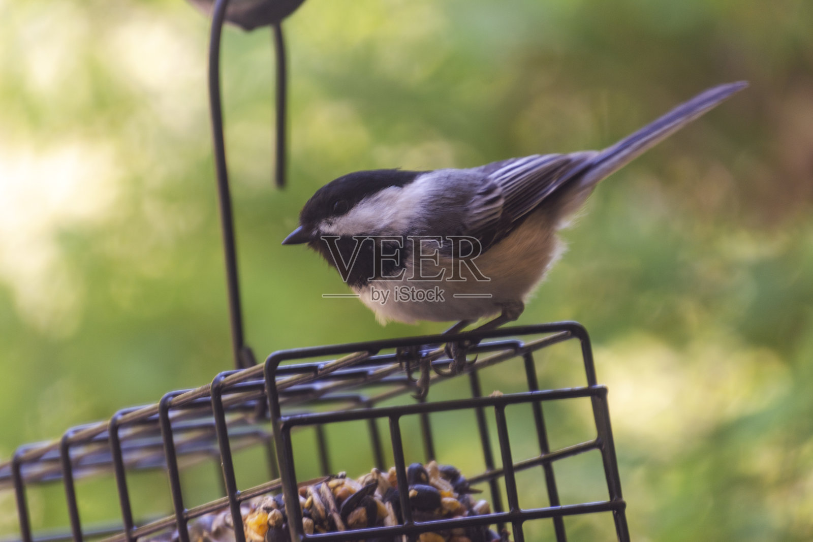 近距离观察黑顶山雀栖息在金属丝板油馈线在后院。照片摄影图片