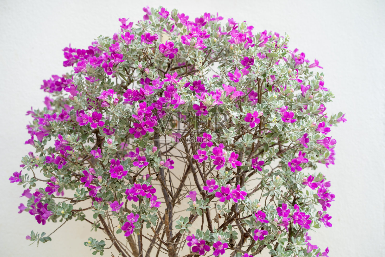 花紫色鼠尾草，德克萨斯骑警，银叶或Ash植物在花园。照片摄影图片