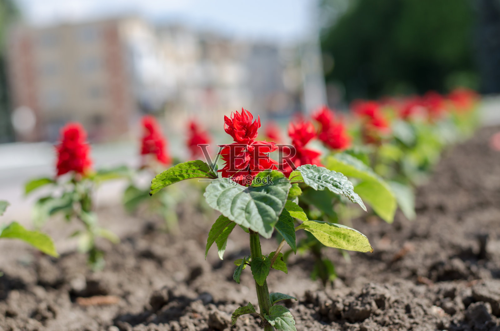 美丽的红花在城市公园。景观。小红花以城市为背景。照片摄影图片