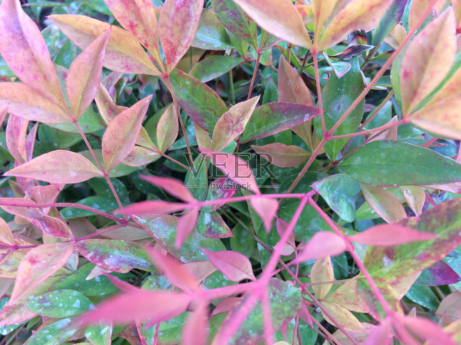 夏天，鲜艳的紫粉色花朵在田野里盛开照片摄影图片