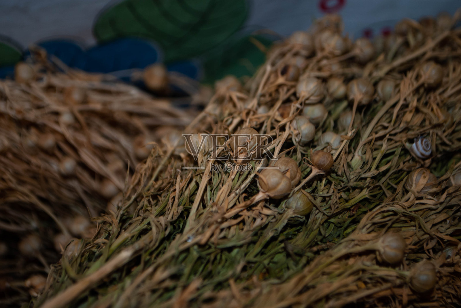 Peganum harmala在当地的街头市场在村庄的特写。干香草和香料商店。用于治疗的草药。探索阿塞拜疆的村庄照片摄影图片