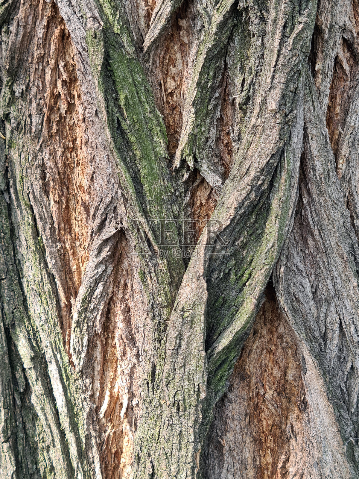 近距离拍摄的一棵树皮照片摄影图片
