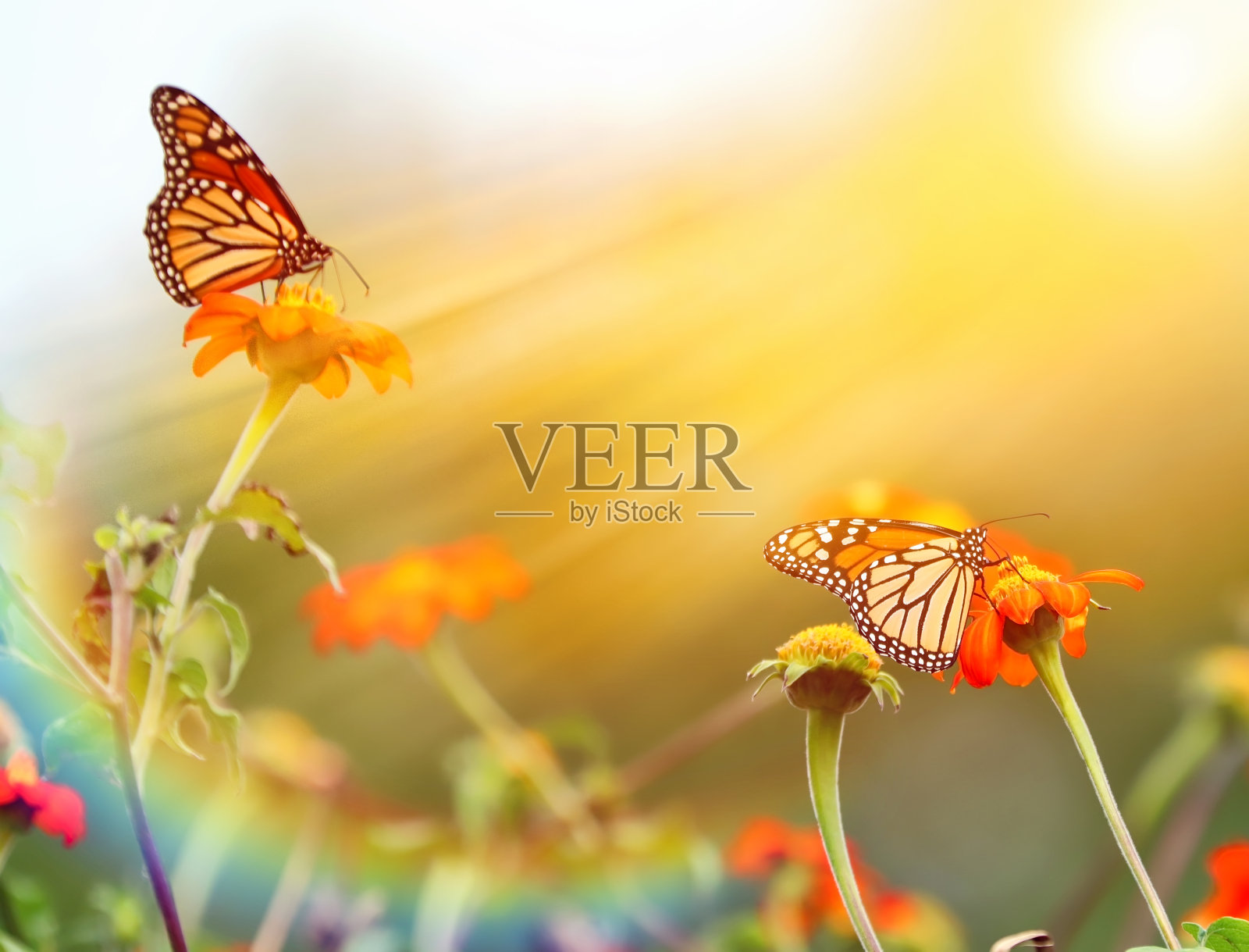 以百日菊为食的帝王蝶照片摄影图片