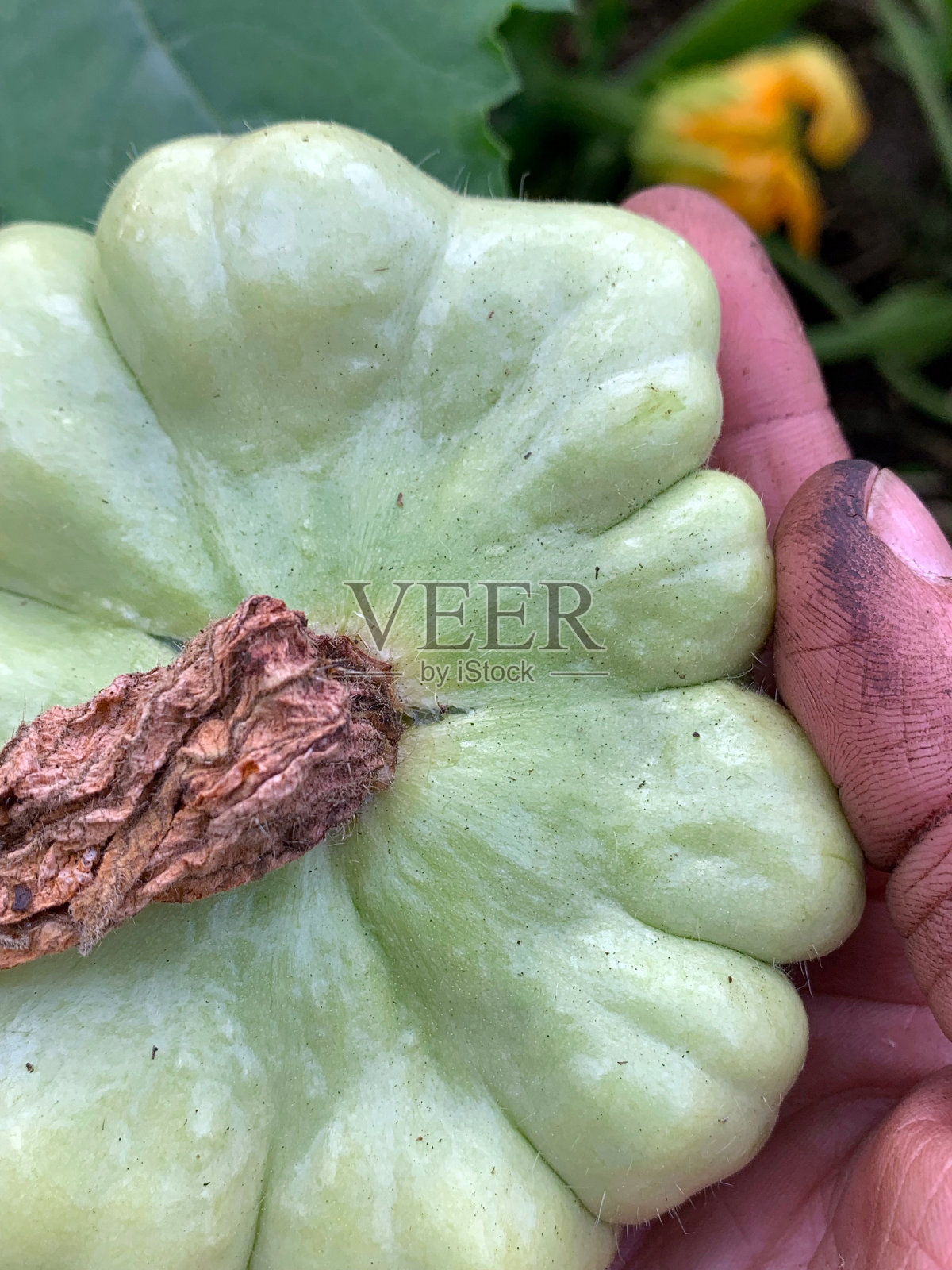 园丁采摘新鲜的南瓜生长在有机花园照片摄影图片