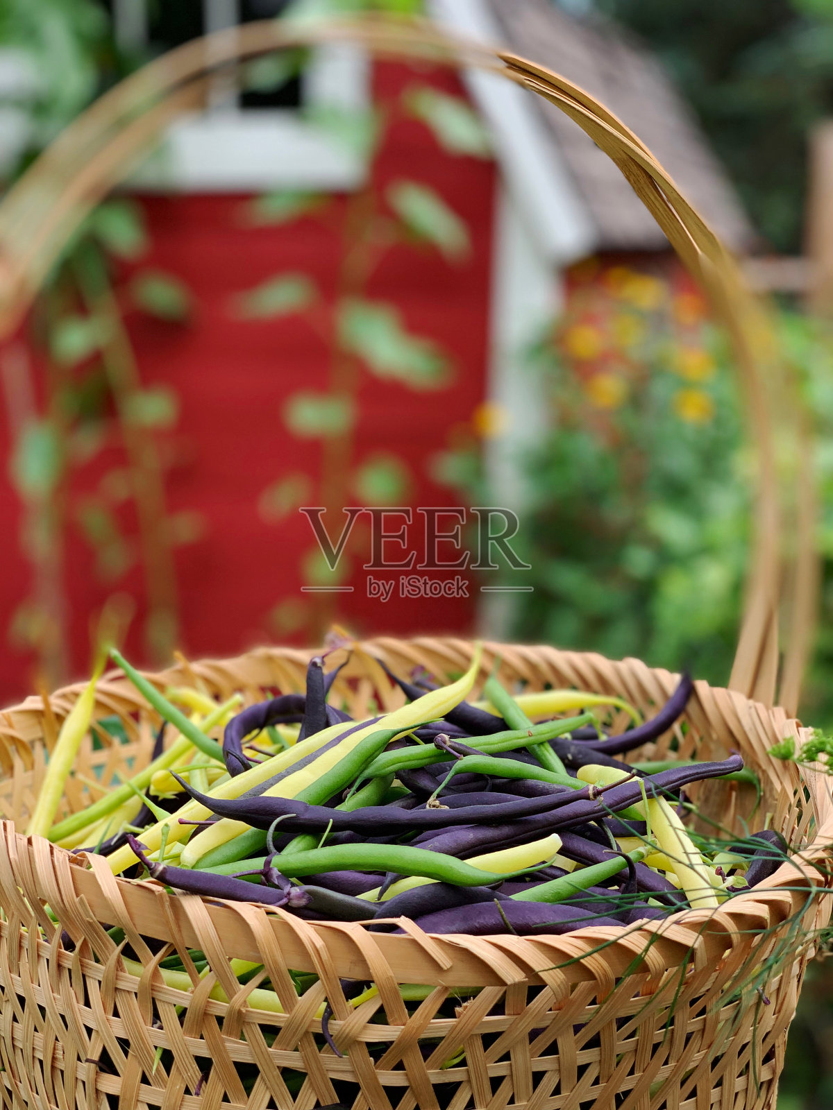 新鲜收获的绿色，黄色和紫色的豆从有机花园照片摄影图片