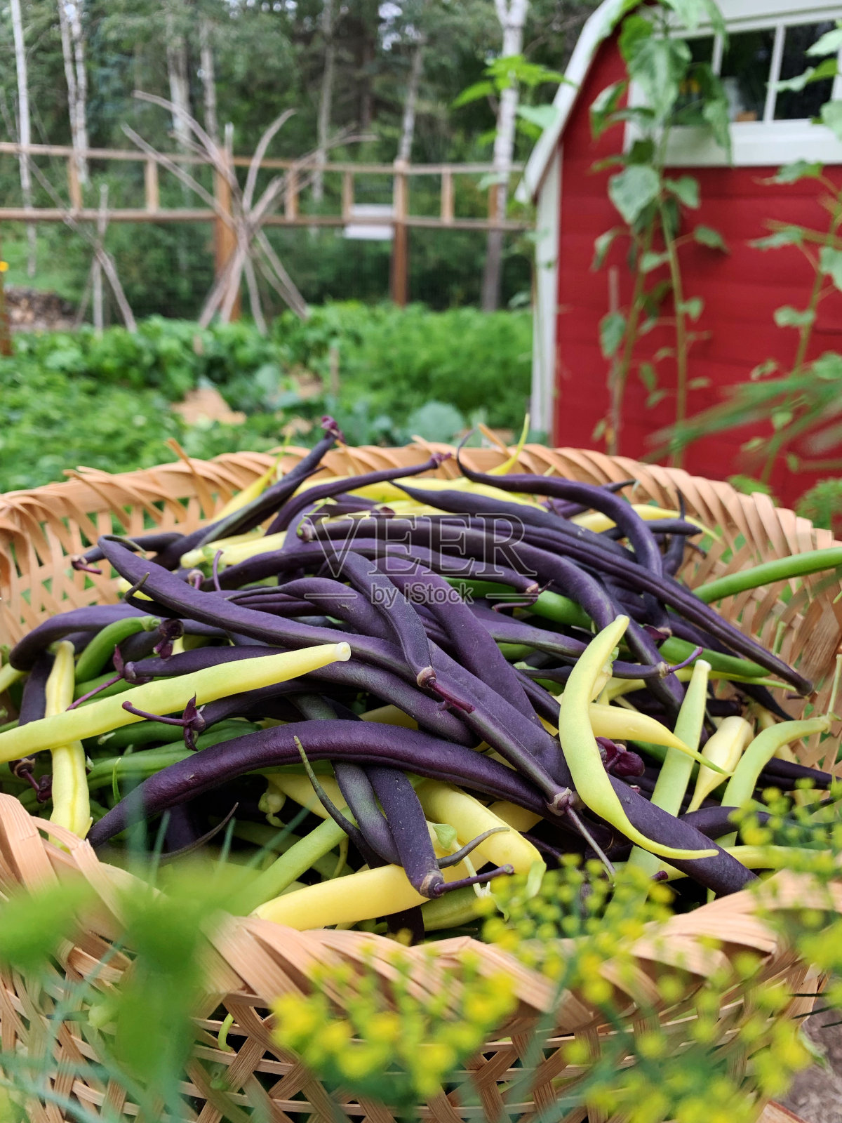 新鲜收获的绿色，黄色和紫色的豆从有机花园照片摄影图片