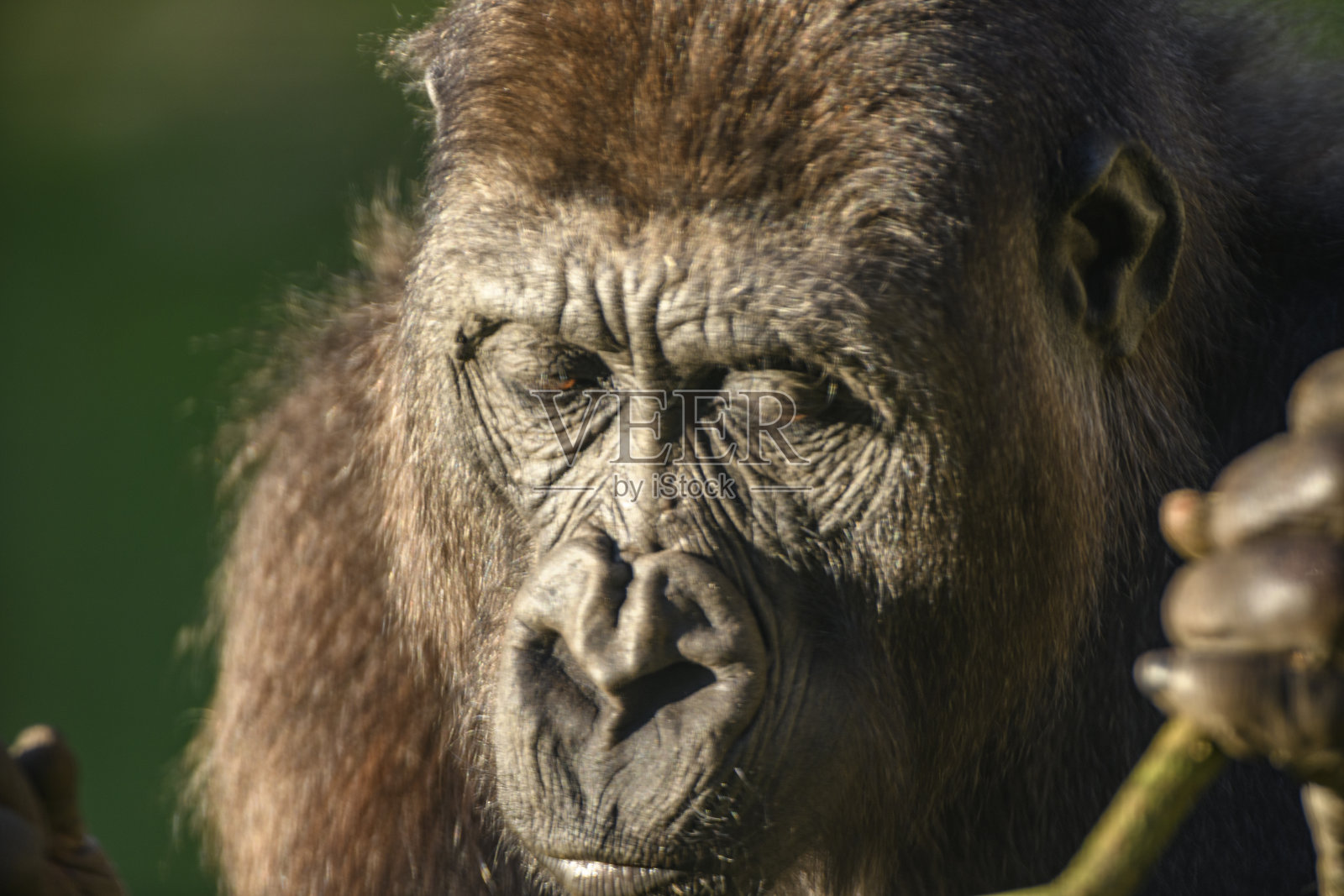 雌性大猩猩(大猩猩大猩猩)特写肖像。照片摄影图片