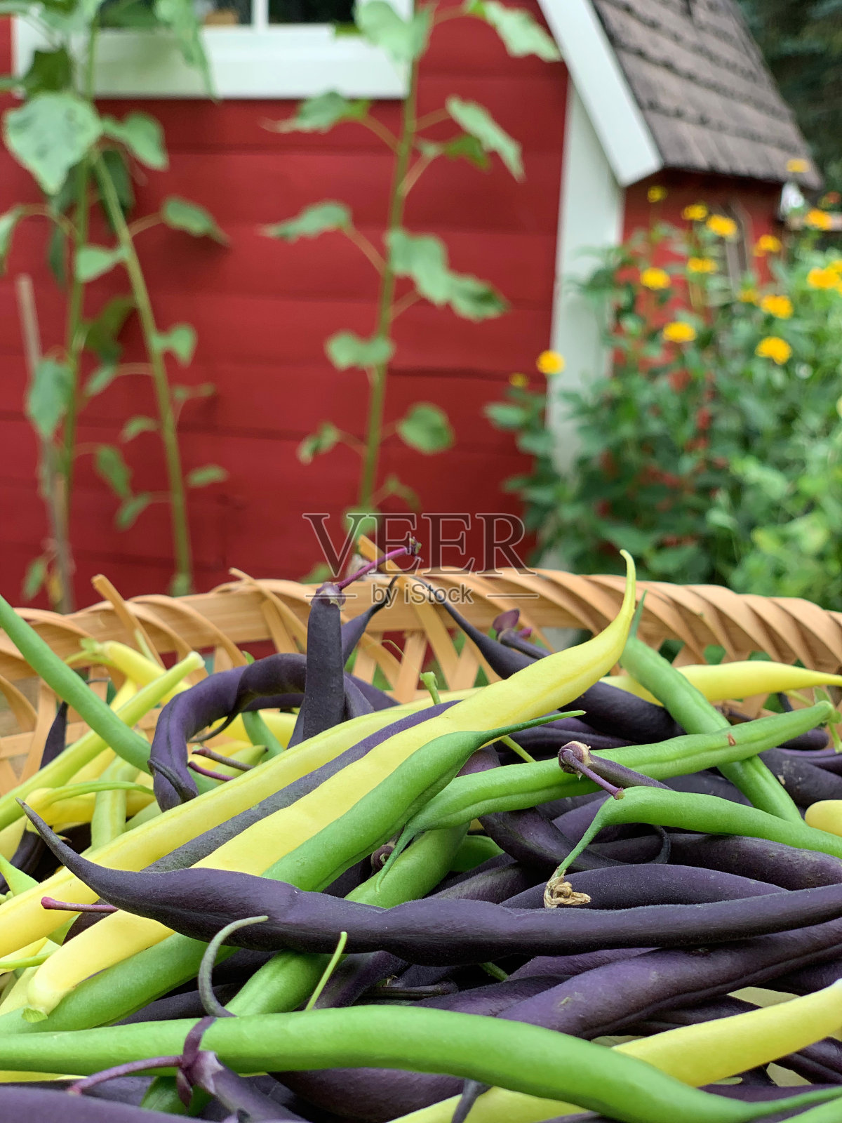 新鲜收获的绿色，黄色和紫色的豆从有机花园照片摄影图片