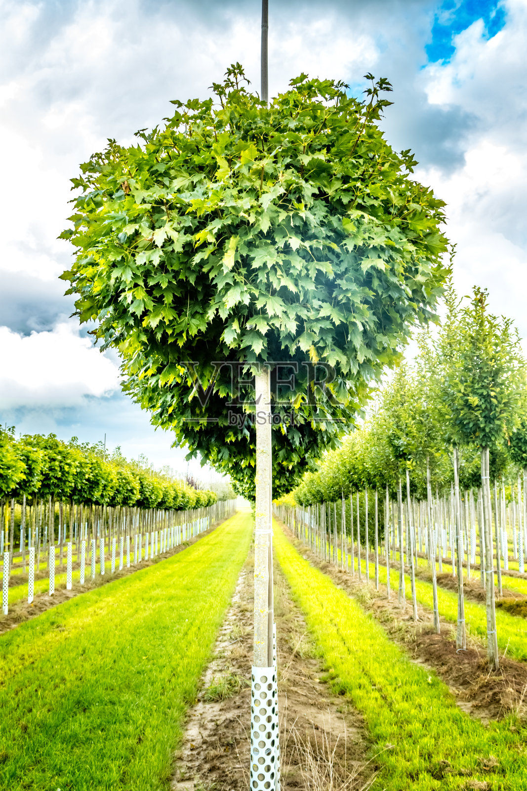 在巴伐利亚的一个苗圃里，一排小树照片摄影图片