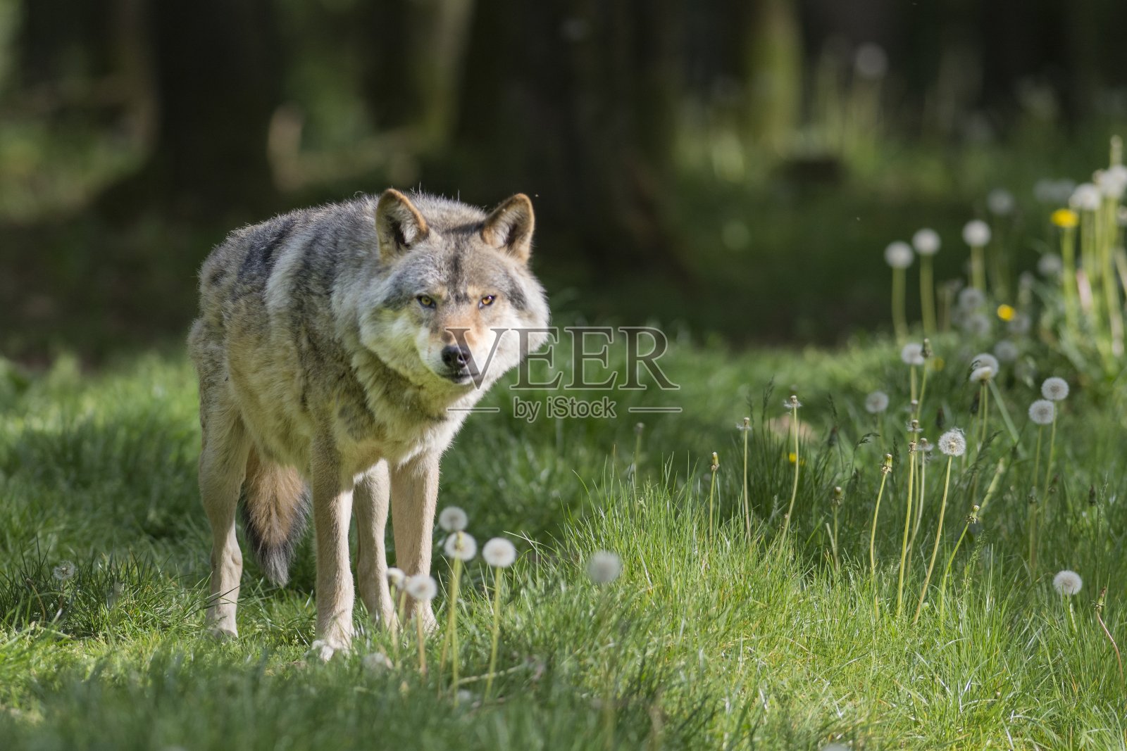 灰太狼照片摄影图片
