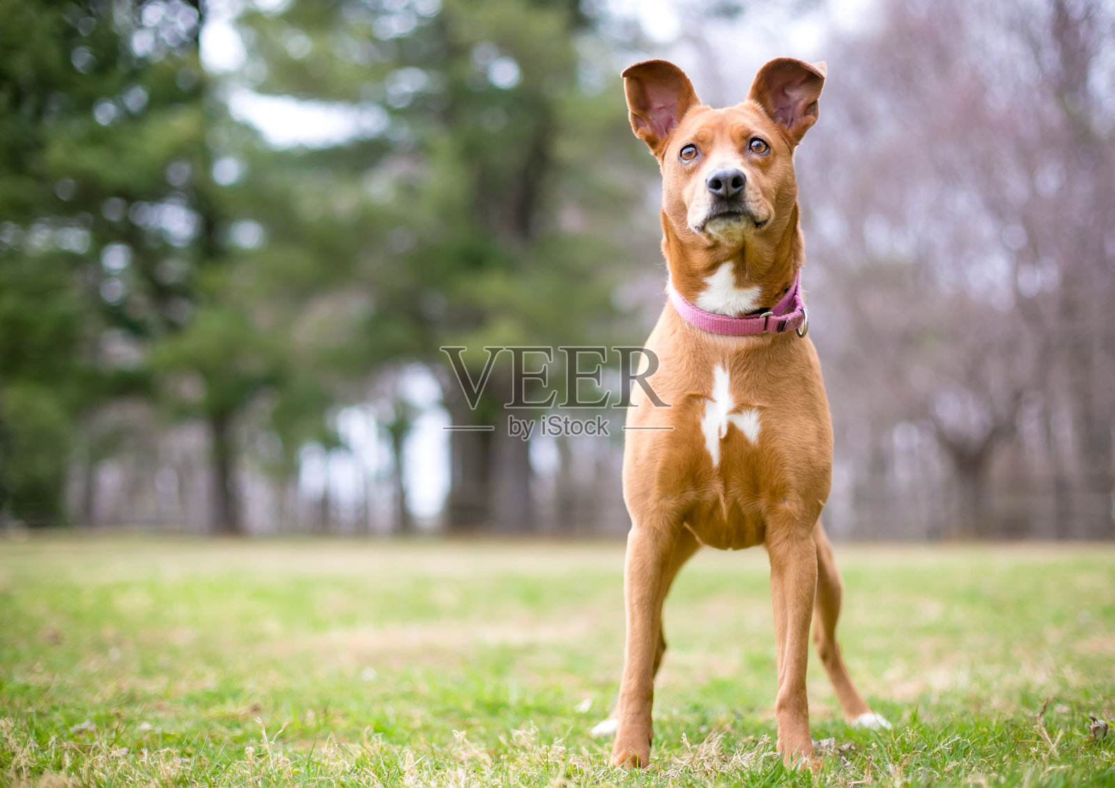 站在户外的一种红白相间的大耳朵的杂种狗照片摄影图片