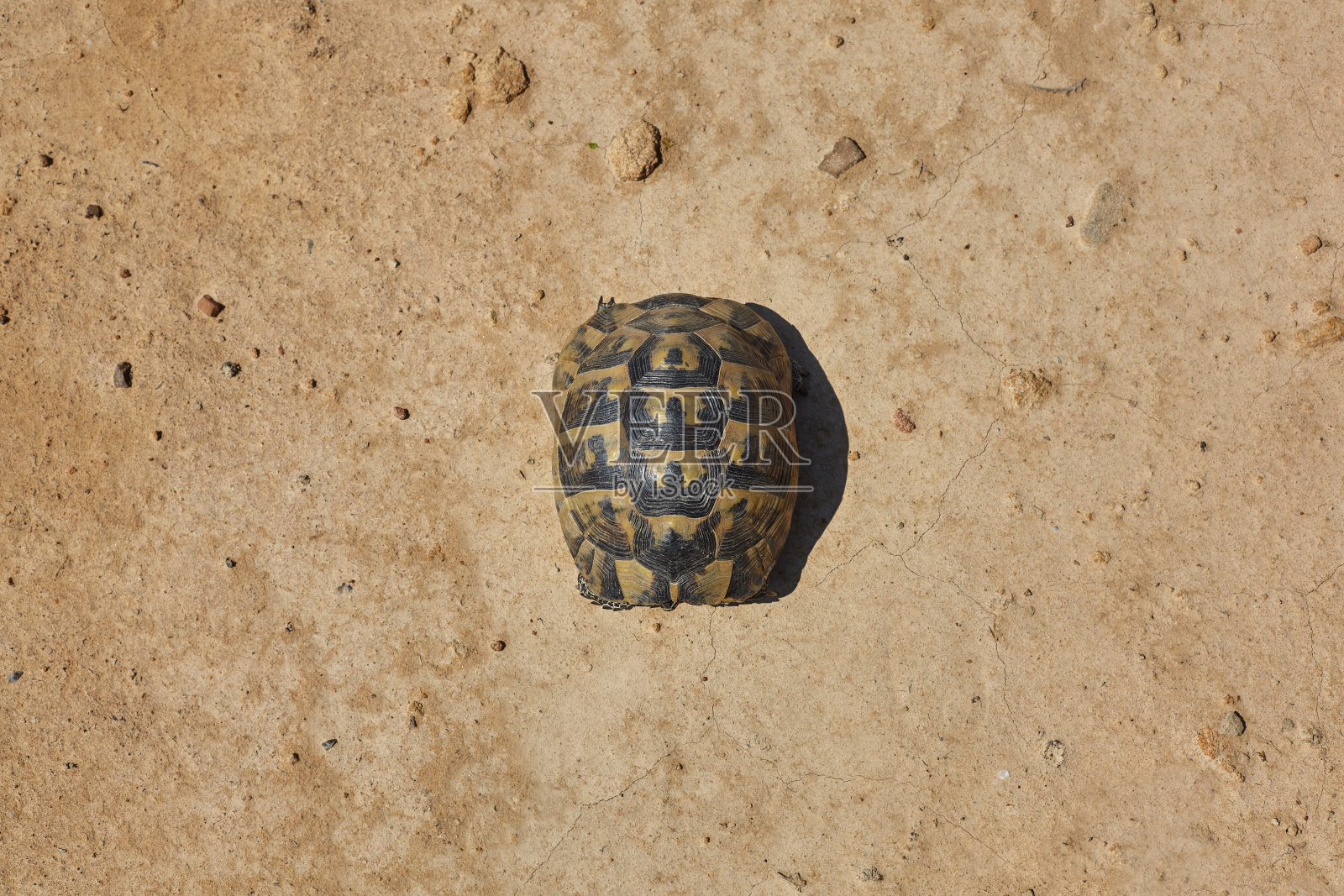 乌龟在干燥的土壤上。照片摄影图片