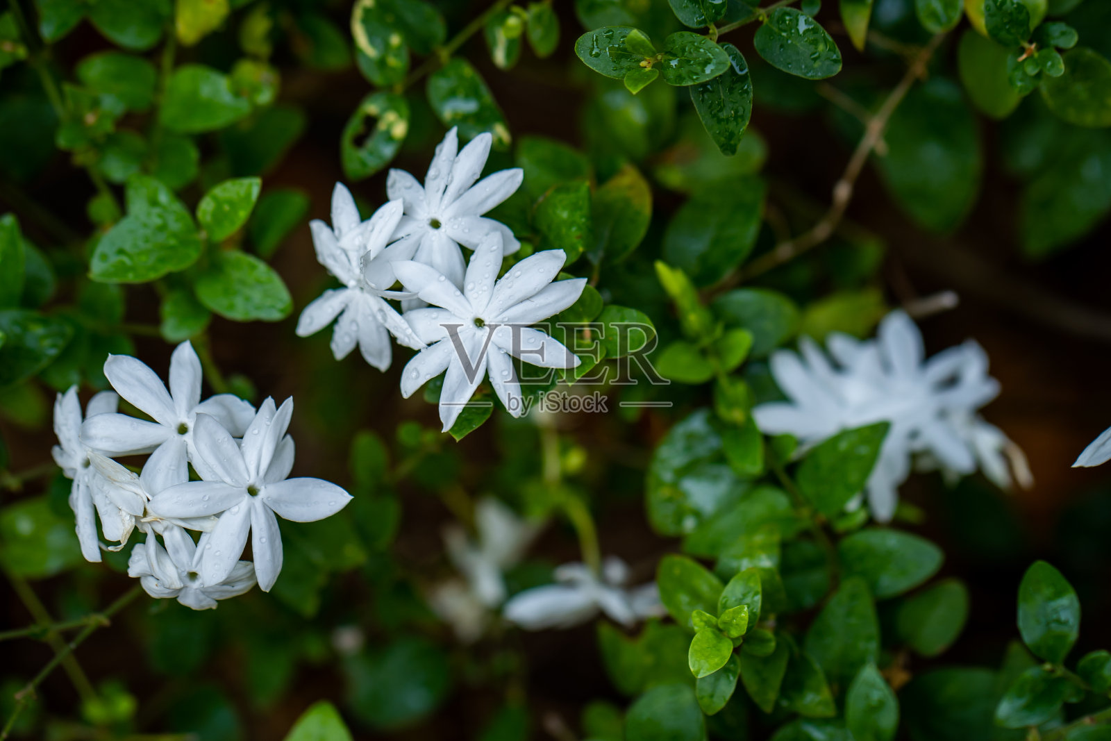 在花园里绽放芬芳的茉莉花。照片摄影图片