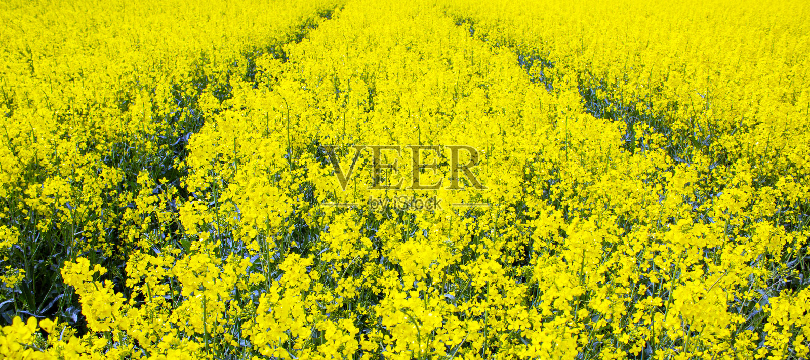 黄田油菜籽开花了。美丽的背景。概念的形象。和平的天性。照片摄影图片