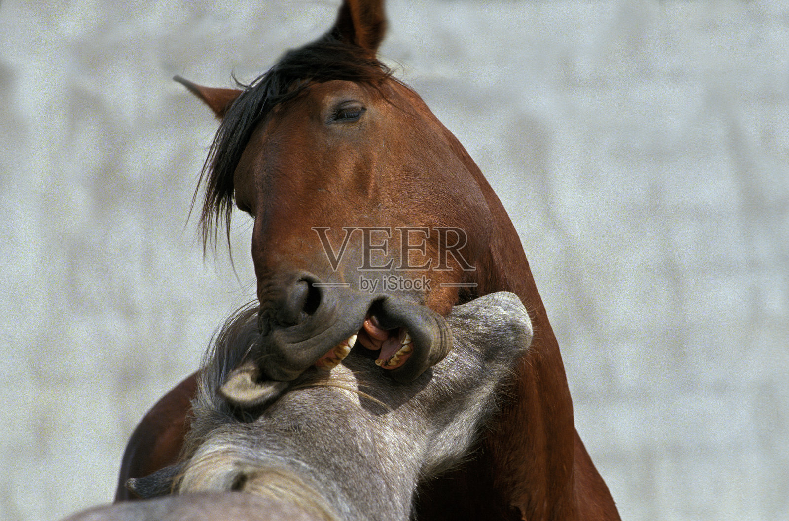 马,成年人玩照片摄影图片