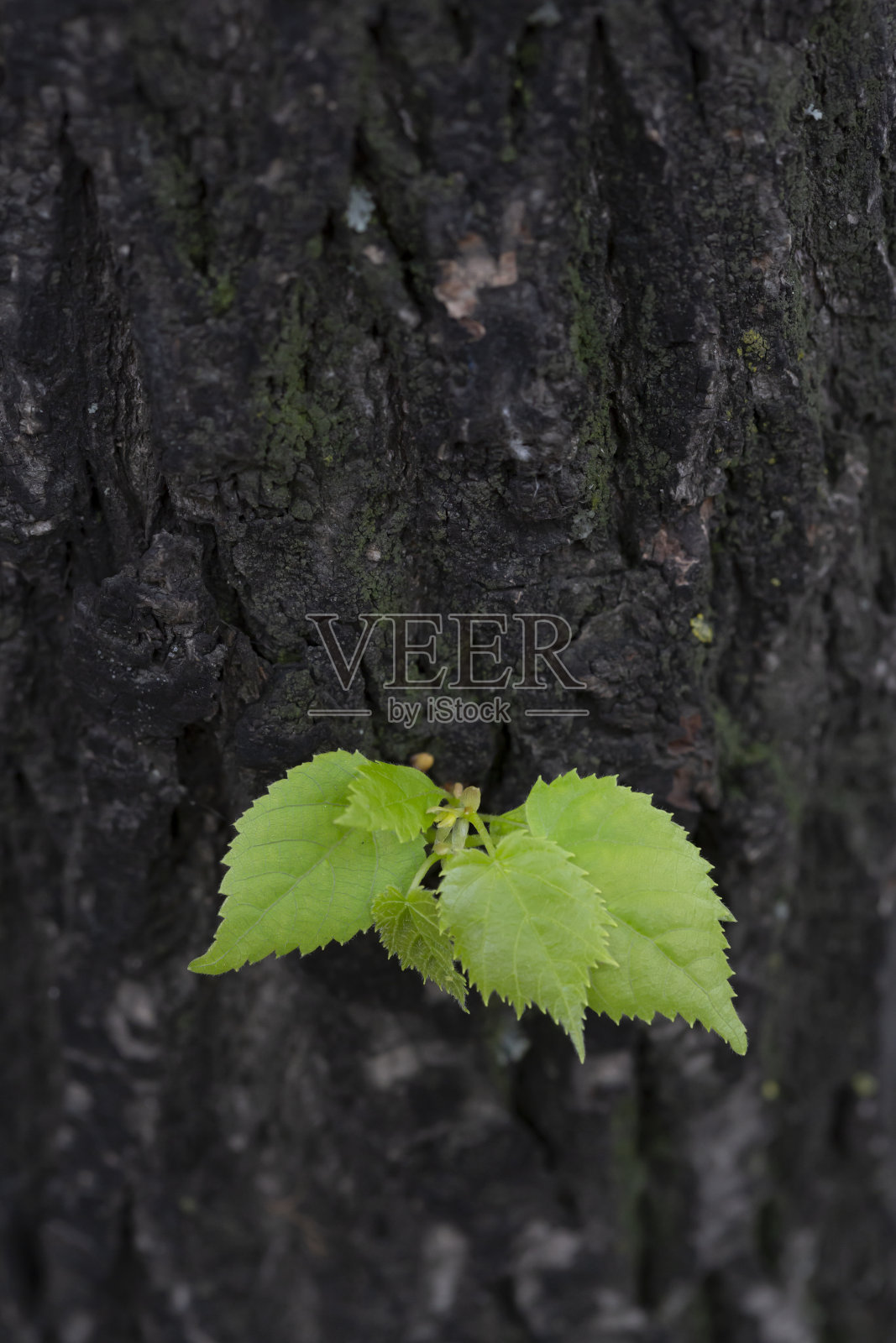 味蕾的花照片摄影图片